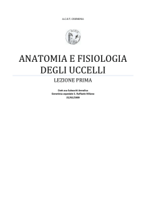 anatomia e morfologia uccelli