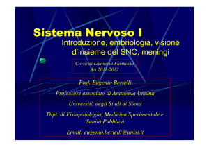 Sistema Nervoso 1