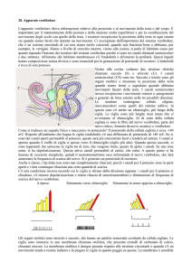 20. Apparato vestibolare L`apparato vestibolare