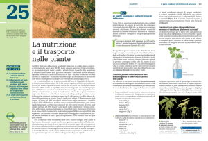 La nutrizione e il trasporto nelle piante