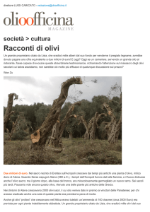 Racconti di olivi