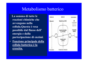 Metabolismo batterico