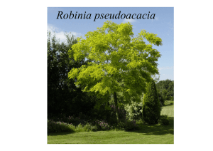 Robinia pseudoacacia - Parco del Rio Vallone