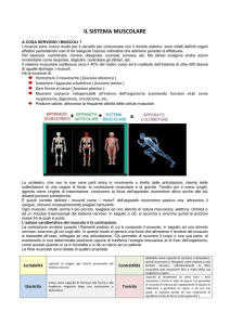 il sistema muscolare