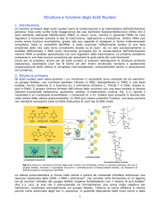 Struttura e funzione degli Acidi Nucleici