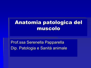 Anatomia patologica del muscolo