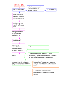 NUOVA VITA FECONDAZIONE Dalla fecondazione alla nascita del