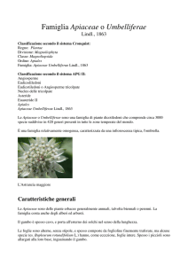 Apiaceae - Xoom.it