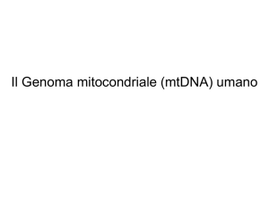 Il genoma mitocondriale umano