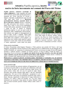 Attenti a Popillia japonica, insetto nocivo in forte incremento nei