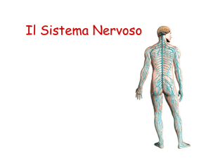 Il Sistema Nervoso