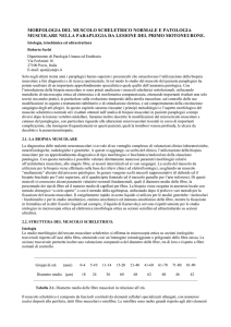 morfologia del muscolo scheletrico normale e patologia muscolare