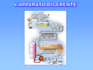 L`apparato digerente