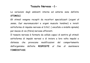 Tessuto Nervoso -1 - Fisiokinesiterapia