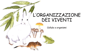 L`ORGANIZZAZIONE DEI VIVENTI-cellula animale e cellula vegetale