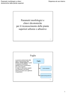 parametri morfologici e chiavi dicotomiche piante superiori