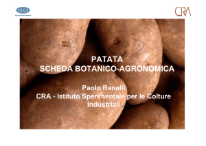 patata scheda botanico-agronomica