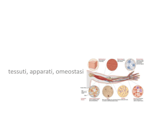 tessuti, apparati, omeostasi