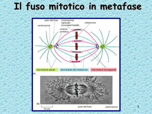 Il fuso mitotico in metafase