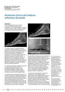 Anatomia clinica del sistema articolare del piede