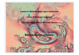 Metabolismo cellulare - Dipartimento di Biologia e Biotecnologie