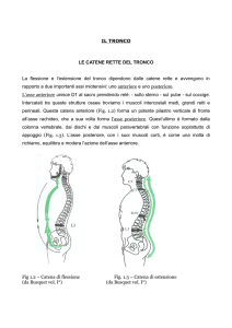 Scarica presentazione PDF "Le catene muscolari – parte