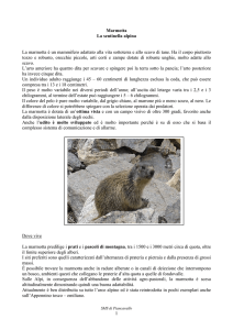 Marmotta La sentinella delle Alpi