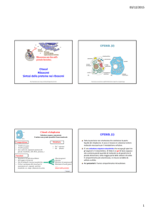 Diapositive su citosol, ribosomi e traduzione