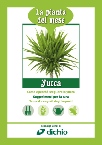 Scheda Yucca