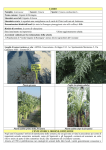 Cardo Gigante Romagna - Agricoltura Regione Emilia