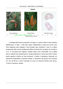 La famiglia delle Pinacee comprende 213 specie e 11 generi, diffusi