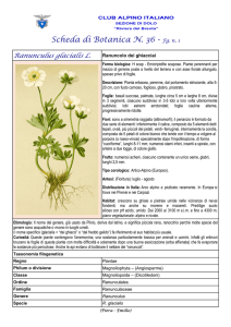 SCHEDA N. 36 Ranunculus glacialis