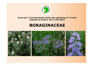 boraginaceae - Museo Botanico UNIVPM