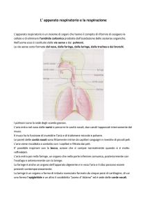 L` apparato respiratorio e la respirazione