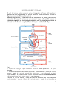 Fisiologia sistema Cardiovascolare 1 File - e