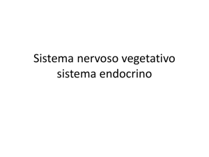 Sistema nervoso vegetativo sistema endocrino