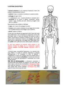 il sistema scheletrico - Istituto Comprensivo di Paliano