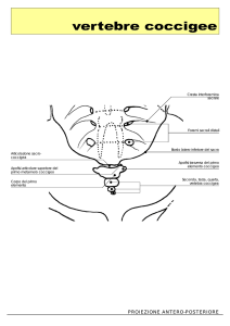 vertebre coccigee - Area Radiologica