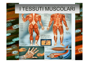 I TESSUTI MUSCOLARI