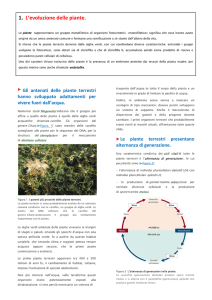 Piante 1 - Liceo Classico Psicopedagogico Cesare Valgimigli