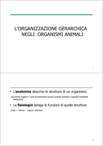 L`ORGANIZZAZIONE GERARCHICA NEGLI ORGANISMI ANIMALI