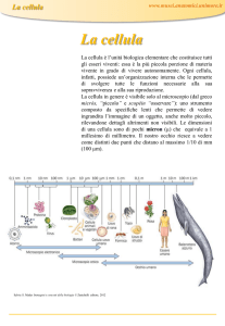 Scheda Cellula - Musei Anatomici