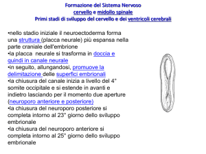 sviluppo del sistema nervoso