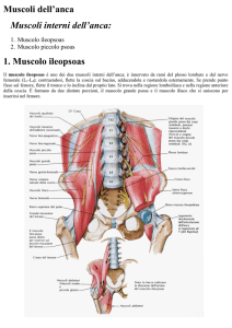 Muscoli dell`anca