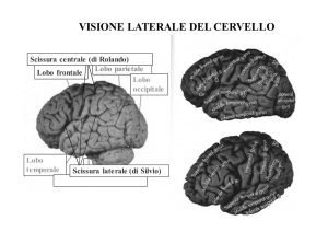 visione laterale del cervello