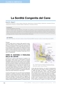 La Sordità Congenita del Cane