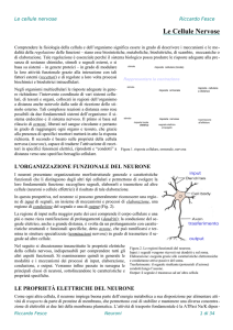 neurobiologia cellulare (testo)
