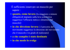 Fisiologia muscolare