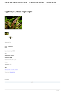 Piante per acquari orientalpets : Cryptocoryne undulata ``foglie larghe``