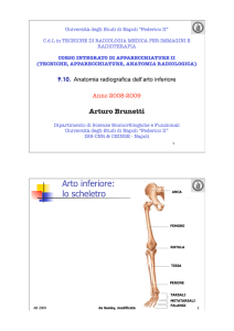 E_Anatomia radiograficartoinf